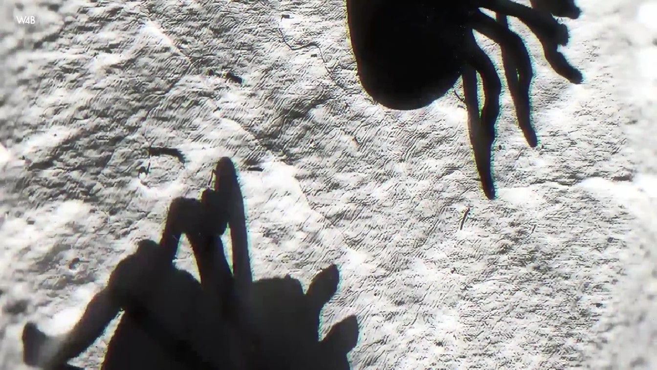 Watch4Beauty Layla Scarlett My Halloween Dream XXX